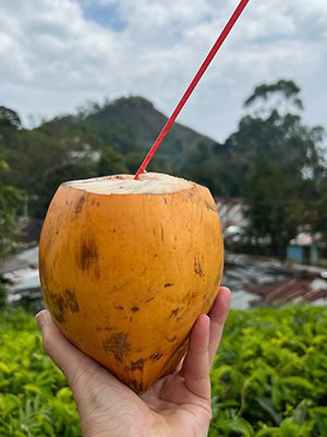 The Best Food In Sri Lanka To Eat (Including 5 Easy Recipes!) 11 a big yellow king coconut with a red straw poking out the top