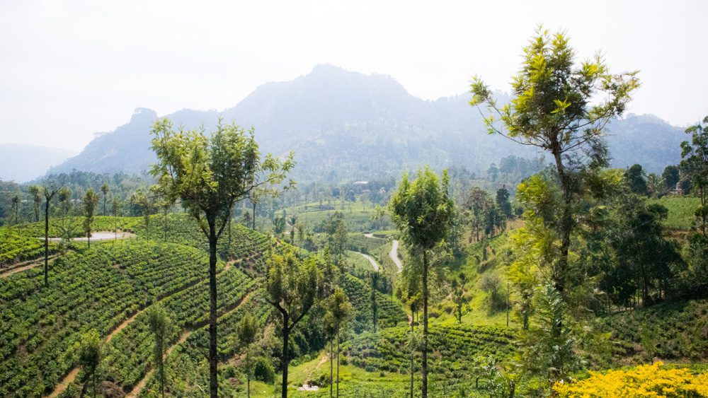 The Best Food In Sri Lanka To Eat (Including 5 Easy Recipes!) 15 tea plantations green rolling hills with rows of tea bushes and occasional trees with hills in the background