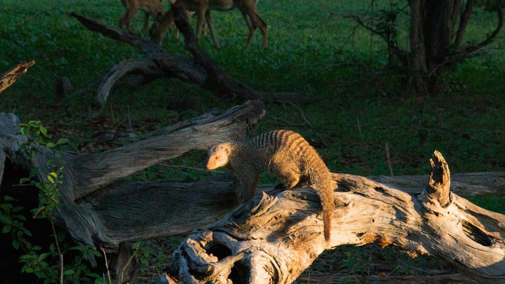 All The Big Five Animals - Africa'S Big, Ugly, Little, Shy And Downright Impossible Animals 2022 6 Meerkat on an old tree trunk with the sun on him
